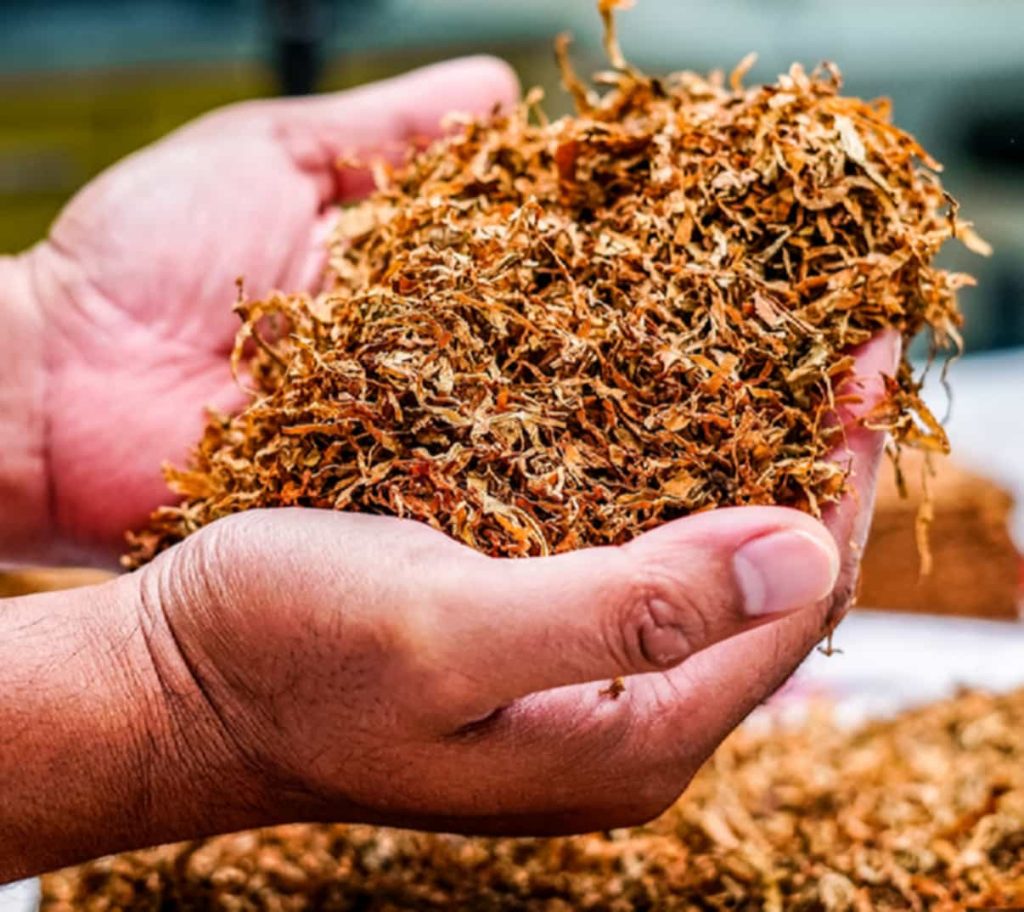 Tobacco leaves being processed for market