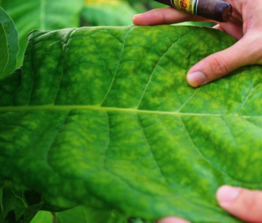 Close-up view of Cameroon tobacco leaf