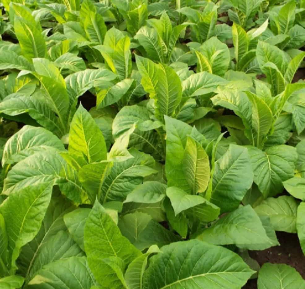 Organic Kentucky tobacco leaves in the field